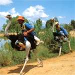 Ostrich Race
